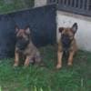 Belgian Shepherd Malinois puppies photo 16