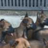 Belgian Shepherd Malinois puppies photo 17