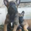 Belgian Shepherd Malinois puppies photo 22