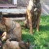 Belgian Shepherd Malinois puppies photo 25