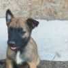 Belgian Shepherd Malinois puppies photo 27