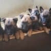 Belgian Shepherd Malinois puppies photo 29