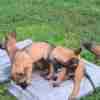 Belgian Shepherd Malinois puppies photo 31