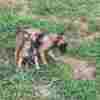 Belgian Shepherd Malinois puppies photo 32