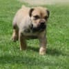 Boerboel South African Mastiff puppies photo 1