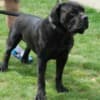 Boerboel South African Mastiff puppies photo 2