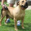 Boerboel South African Mastiff puppies photo 3