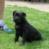 Boerboel South African Mastiff puppies photo 4