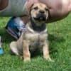 Boerboel South African Mastiff puppies photo 5