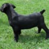 Boerboel South African Mastiff puppies photo 6