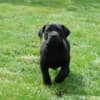 Boerboel South African Mastiff puppies photo 7