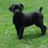 Boerboel South African Mastiff puppies photo 8