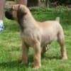 Boerboel South African Mastiff puppies photo 9