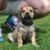 Boerboel South African Mastiff puppies photo 11