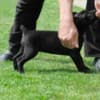 Boerboel South African Mastiff puppies photo 12