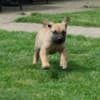 Boerboel South African Mastiff puppies photo 13