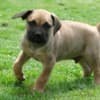 Boerboel South African Mastiff puppies photo 15