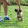 Boerboel South African Mastiff puppies photo 17