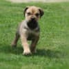 Boerboel South African Mastiff puppies photo 18