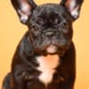 French Bulldog  puppies photo 1