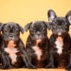 French Bulldog  puppies photo 2