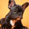 French Bulldog  puppies photo 4