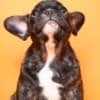French Bulldog  puppies photo 5