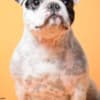 French Bulldog  puppies photo 6