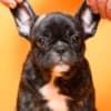 French Bulldog  puppies photo 7