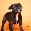 French Bulldog  puppies photo 8