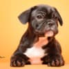 French Bulldog  puppies photo 11