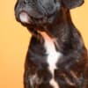 French Bulldog  puppies photo 12