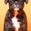French Bulldog  puppies photo 15