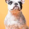 French Bulldog  puppies photo 16