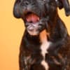 French Bulldog  puppies photo 17