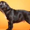 French Bulldog  puppies photo 18