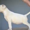 Standard bull terrier puppies photo 1