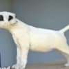 Standard bull terrier puppies photo 2