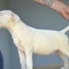 Standard bull terrier puppies photo 3
