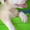 Standard bull terrier puppies photo 4