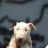 Standard bull terrier puppies photo 5