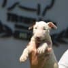 Standard bull terrier puppies photo 6