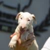 Standard bull terrier puppies photo 7