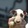 Standard bull terrier puppies photo 8