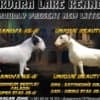 Standard bull terrier puppies photo 9