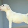 Standard bull terrier puppies photo 10