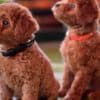 Miniature Poodle puppies photo 3