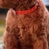 Miniature Poodle puppies photo 4