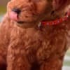 Miniature Poodle puppies photo 5