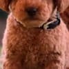 Miniature Poodle puppies photo 6